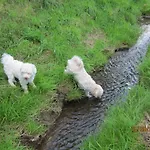 Bienwald Mit Pool Fuer 4 - 6 Personen Mit 3 Schlafzimmern * Grobitz