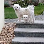 Apartamento Bienwald Mit Pool Fuer 4 - 6 Personen Mit 3 Schlafzimmern