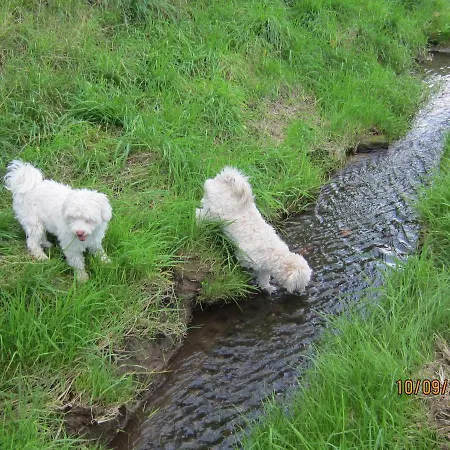 Bienwald Mit Pool Fuer 4 - 6 Personen Mit 3 Schlafzimmern * Grobitz