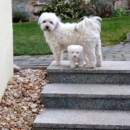 Апартаменты Bienwald Mit Pool Fuer 4 - 6 Personen Mit 3 Schlafzimmern