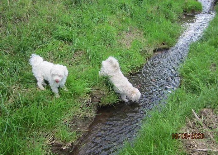 Bienwald Mit Pool Fuer 4 - 6 Personen Mit 3 Schlafzimmern * Grobitz
