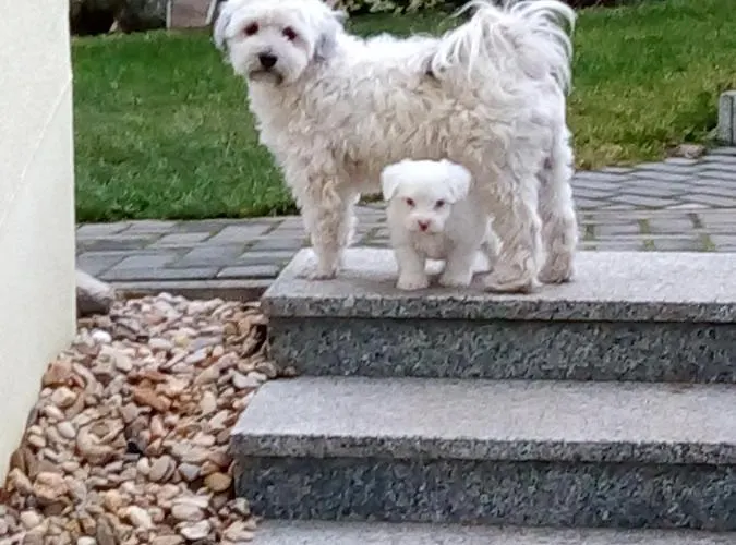 公寓 Bienwald Mit Pool Fuer 4 - 6 Personen Mit 3 Schlafzimmern